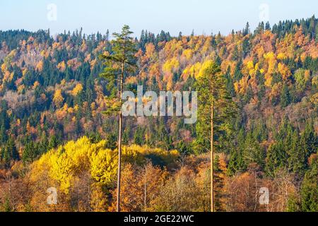 Hohe Pinien in einem bunten Herbst Waldblick Stockfoto