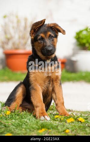 Deutscher Schäferhund auf einem Bauernhof Stockfoto