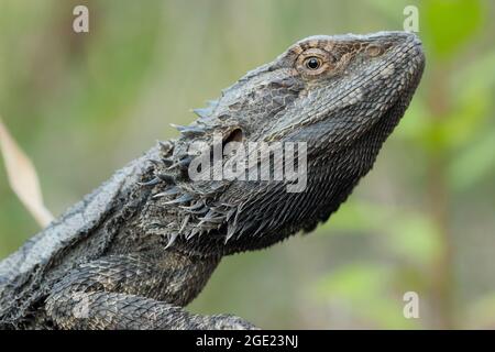 Porträt des Ostbärtigen Drachen (Pogona barbata) Stockfoto