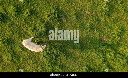 Luftaufnahme von Viehkühen im Gras auf einer Wiese, die mit einer Drohne aufgenommen wurde. Hochwertige Fotos Stockfoto