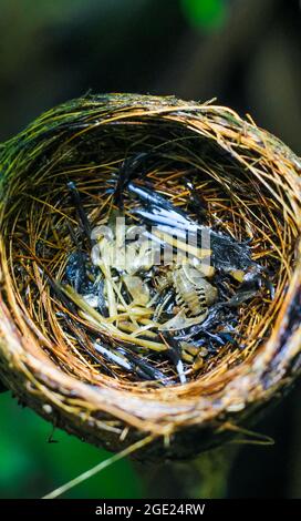 Die Überreste des Vogelbabys starben in seinem Nest. Das Konzept von rettet den Vogel. Stockfoto