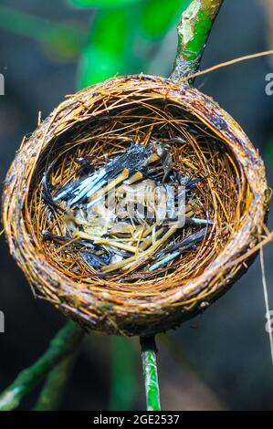 Die Überreste des Vogelbabys starben in seinem Nest. Das Konzept von rettet den Vogel. Stockfoto