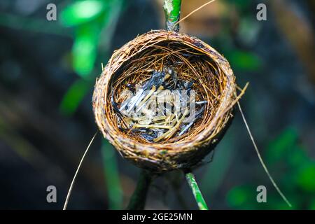 Die Überreste des Vogelbabys starben in seinem Nest. Das Konzept von rettet den Vogel. Stockfoto