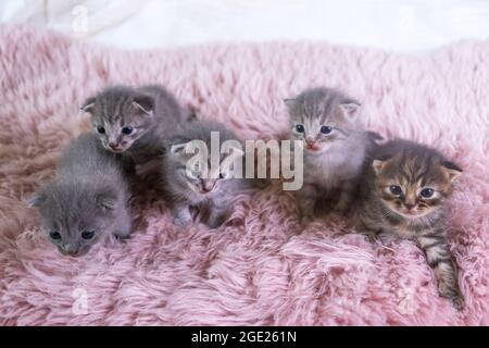 Fünf verschiedene britische kleine Kätzchen sitzen auf einer rosa Decke, Blick in verschiedene Richtungen, eine Katzenfamilie. Haustiere Konzept Stockfoto