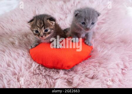 Valentines Day Katze.zwei kleine britische Kurzhaar Kätzchen stehen auf herzförmigem rotem Kissen auf rosa Decke. Haustiere Konzept Stockfoto