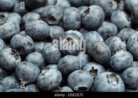 Heidelbeere Hintergrund. Sommerernte mit frischen saftigen Blaubeeren aus nächster Nähe. Hochwertige Fotos Stockfoto