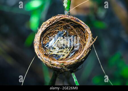 Die Überreste des Vogelbabys starben in seinem Nest. Das Konzept von rettet den Vogel. Stockfoto