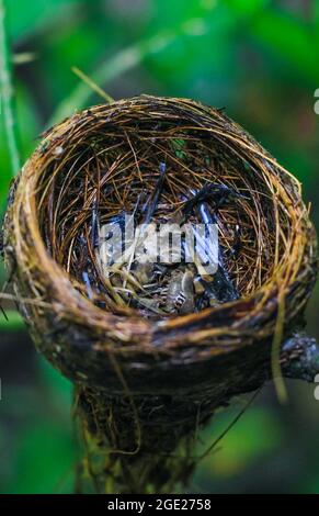 Die Überreste des Vogelbabys starben in seinem Nest. Das Konzept von rettet den Vogel. Stockfoto