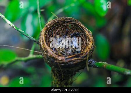 Die Überreste des Vogelbabys starben in seinem Nest. Das Konzept von rettet den Vogel. Stockfoto