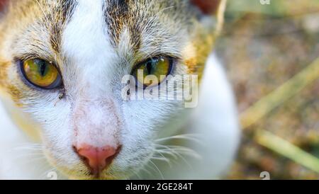 Nahaufnahme einer weißen asiatischen Katze mit gelben Augen. Stockfoto