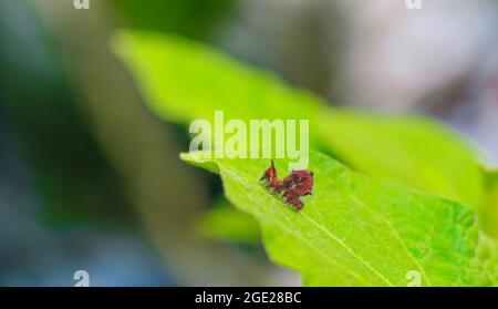 Eine Nahaufnahme einer gruseligen roten Raupe auf einem grünen Blatt. Eine rote Raupe, die auf einem Blatt thront. Stockfoto