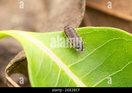 Indische Krustenbildung, Oniscidea indica, Satara, Maharashtra, Indien Stockfoto