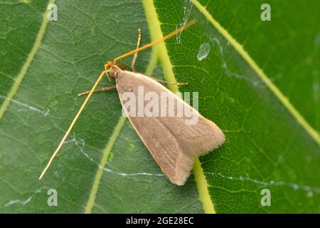 Lange gehörnte Motte, Crocanthes glycina, Satara, Maharashtra, Indien Stockfoto