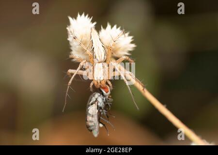 Luchs-Spinne, die sich auf einer Fliege ernährt, Oxyopes sataricus, Satara, Maharashtra, Indien Stockfoto