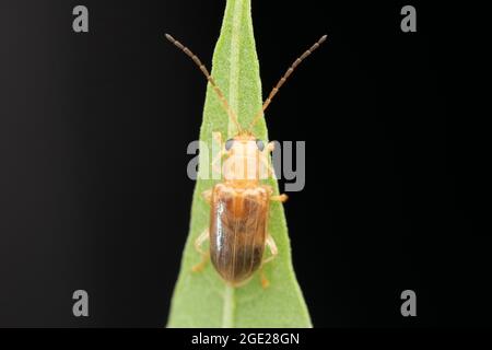 Skeletonisierende Blattwanze, Monolepta marginella, Satara, Maharashtra, Indien Stockfoto