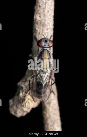 Soldatenfliege, Hermetia indica, Satara, Maharashtra, Indien Stockfoto