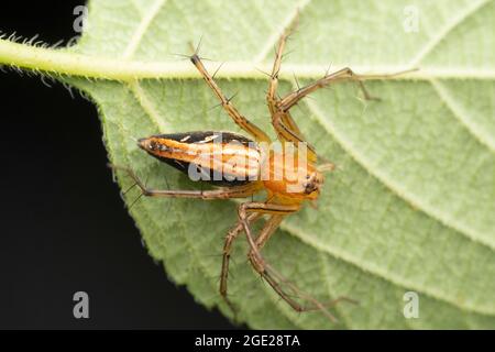 Dorsal von Pankajis Lynx-Spinne, Oxyopes pankaji, Satara, Maharashtra, Indien Stockfoto