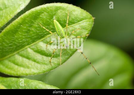 Grüne Luchsspinne, Peucetia viridans, Satara, Maharashtra, Indien Stockfoto