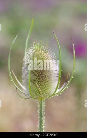 Common Teasel Plant, Stockfoto