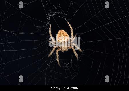 Mukherjees Orb Weaver, Neoscona mukherjee, Satara, Maharashtra, Indien Stockfoto