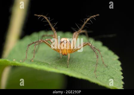 Porträt der Luchs-Spinne von Pankaji, Oxyopes pankaji, Satara, Maharashtra, Indien Stockfoto
