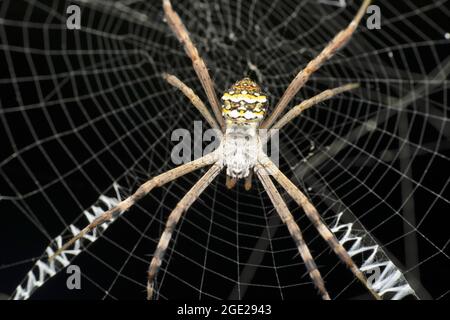 Unterschrift Spinne Nahaufnahme, Argiope anasuja, Satara, Maharashtra, Indien Stockfoto