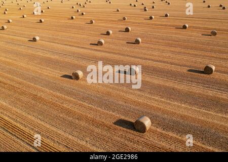 Luftaufnahme von gerollten Heuballen in geerntetem Weizenfeld von Drohne pov, High-Angle-View-Fotografie Stockfoto