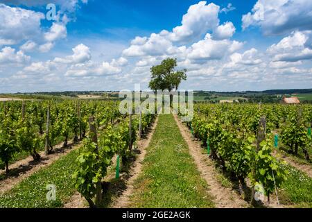 Weinberg von Saint Pourcaine, Departement Allier, Auvergne-Rhone-Alpes, Frankreich, Europa Stockfoto