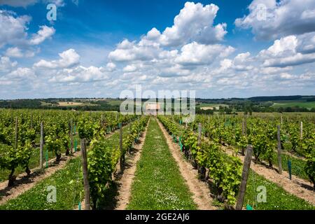 Weinberg von Saint Pourcaine, Departement Allier, Auvergne-Rhone-Alpes, Frankreich, Europa Stockfoto
