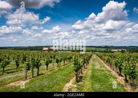 Weinberg von Saint Pourcaine, Departement Allier, Auvergne-Rhone-Alpes, Frankreich, Europa Stockfoto