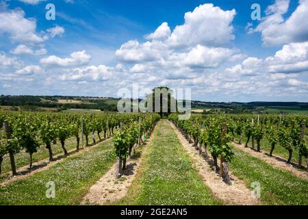 Weinberg von Saulcet bei Saint Pourçain, Departement Allier, Auvergne-Rhone-Alpes, Frankreich, Europa Stockfoto