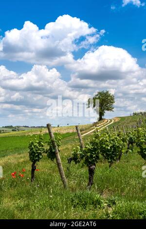 Weinberg von Saint Pourcaine, Departement Allier, Auvergne-Rhone-Alpes, Frankreich, Europa Stockfoto