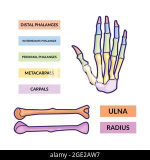 Infografik-Vektorvorlage für Arm- und Handknochen Stock Vektor