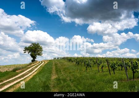 Weinberg von Saulcet bei Saint Pourçain, Departement Allier, Auvergne-Rhone-Alpes, Frankreich, Europa Stockfoto