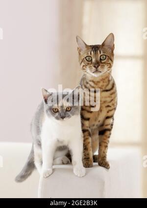 Britische Kurzhaarkatze und Bengalkatze. Zwei Kätzchen stehen nebeneinander auf einer Couch. Deutschland Stockfoto