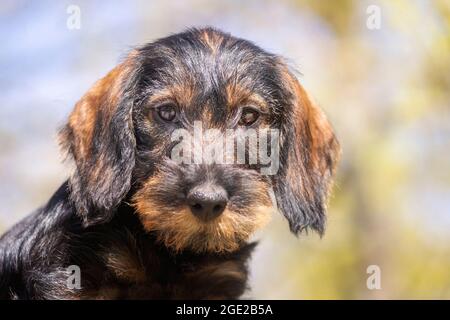 Dachshund mit Drahthaar. Porträt eines Welpen (3 Monate alt). Deutschland Stockfoto