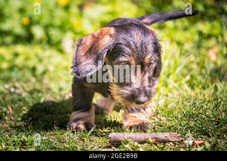 Dachshund mit Drahthaar. Welpe (3 Monate alt) bewacht seinen Stock. Deutschland Stockfoto