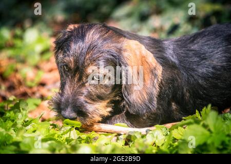 Dachshund mit Drahthaar. Welpe (3 Monate alt) bewacht seinen Stock. Deutschland Stockfoto