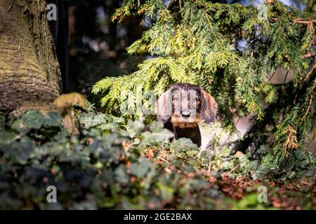 Dachshund mit Drahthaar. Welpen (3 Monate alt) stehen in der Vegetation. Deutschland Stockfoto
