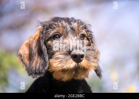 Dachshund mit Drahthaar. Porträt eines Welpen (3 Monate alt). Deutschland Stockfoto