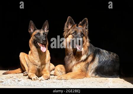 Langhaariger Deutscher Schäferhund und Belgischer Schäferhund. Zwei Erwachsene liegen, vor schwarzem Hintergrund gesehen. Deutschland Stockfoto