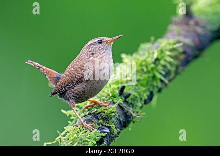 Eurasischer Wren (Troglodytes troglodytes). Männchen auf einem moosigen Ast. Deutschland Stockfoto