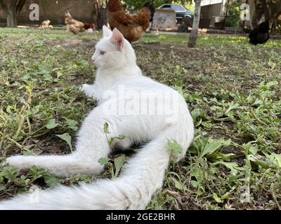 Nahaufnahme einer Van-Katze, die bei Tageslicht auf dem Boden liegt Stockfoto