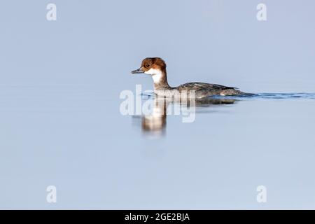 Smow (Mergellus albellus). Weibchen im Wasser Stockfoto