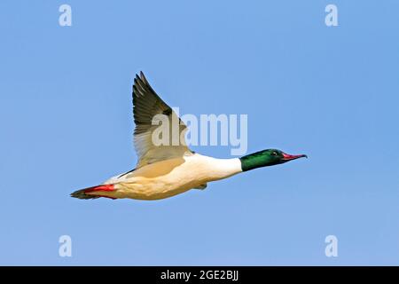 Gewöhnlicher Merganser, Gänseander (Mergus merganser), Männchen im Flug Stockfoto