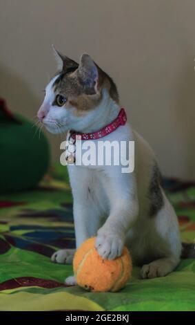 Weißes Kätzchen spielt mit dem Ball. Liebenswert Baby Katze spielen. Niedliche junge Haustier plying. Kätzchen spielt und genießt mit einer orangen Kugel. Stockfoto