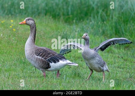 Greylag Goose, Greylag Goose, Grey lag Goose (Anser anser). Erwachsener mit Gänseküken auf einer Wiese. Deutschland Stockfoto