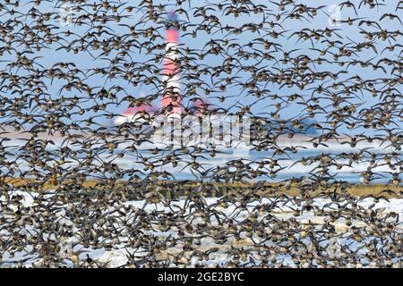 Eurasisches Wigeon (Anas penelope). Flock im Flug an der deutschen Nordseeküste mit Westerhever Lighthouse im Hintergrund. Deutschland Stockfoto