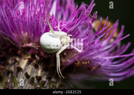 Goldrute-Krabbenspinne (Misumena vatia) wartet auf Beute Stockfoto