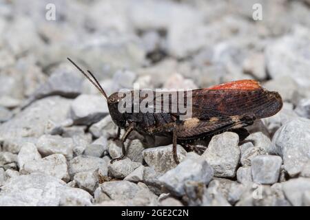 Rassel Grasshopper (Psophus stridulus). Männchen auf einem Kieselstein. Bayern, Deutschland Stockfoto